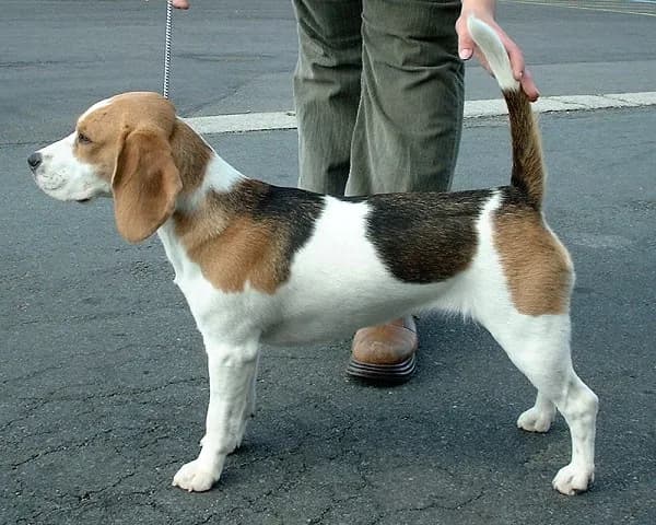 Beagle — representative photo