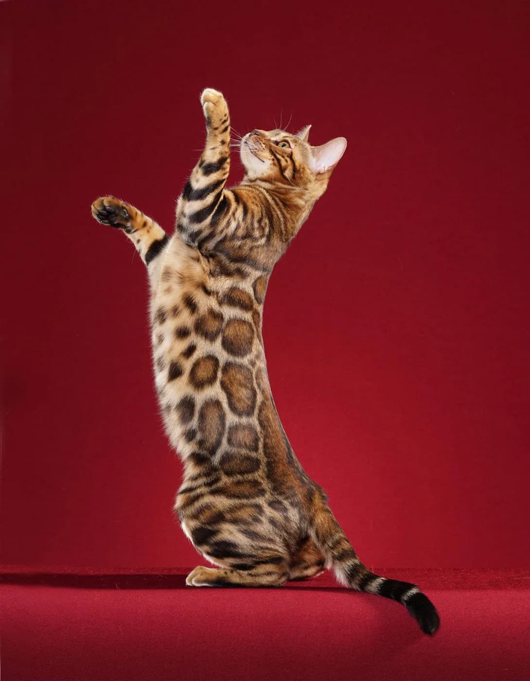 Bengal — representative photo