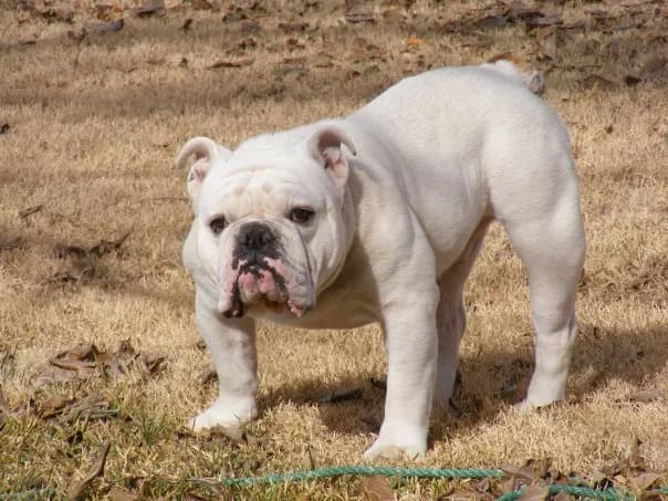 Bulldog — representative photo