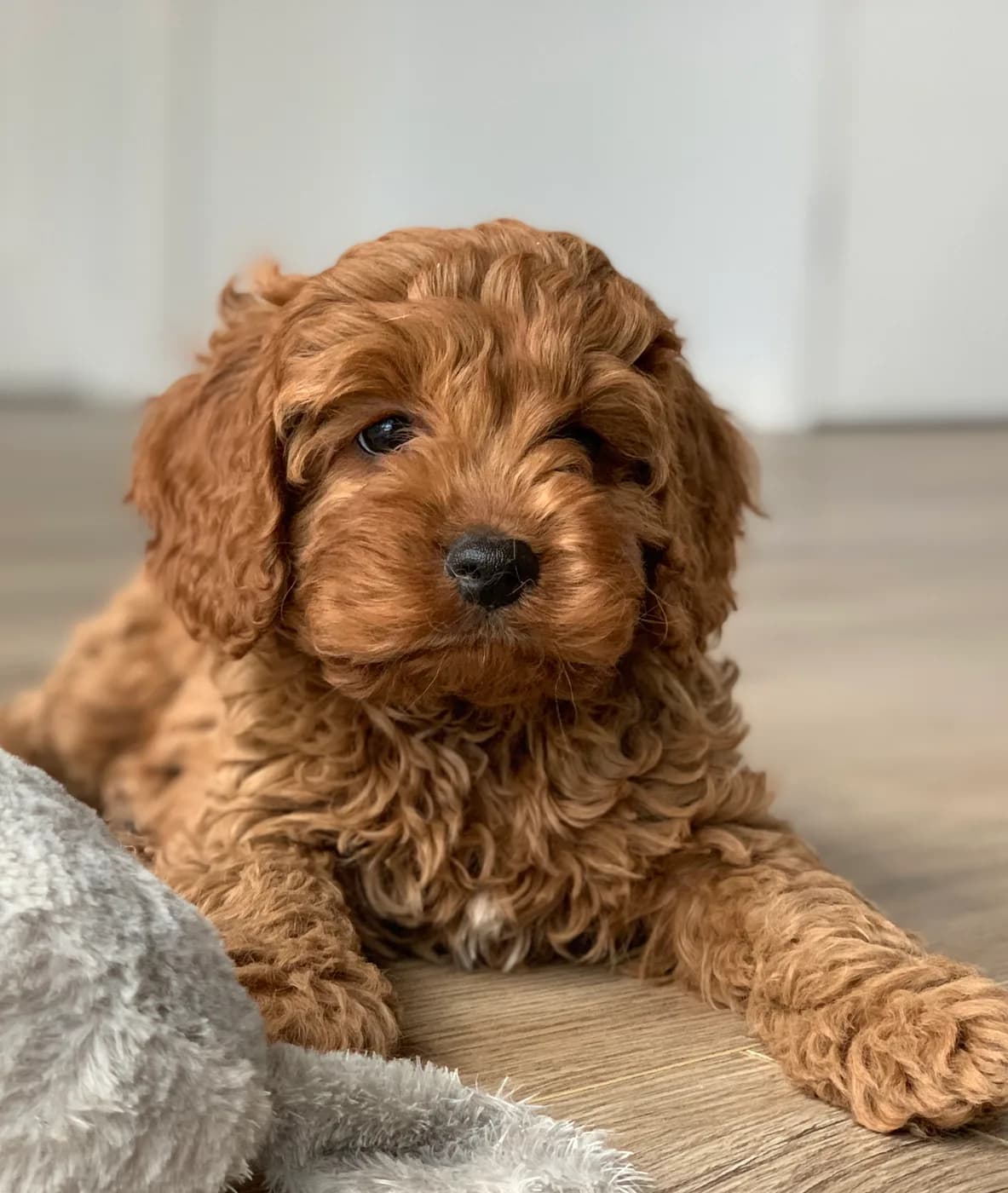 Cavapoo — representative photo