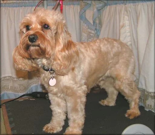 Cockapoo — representative photo