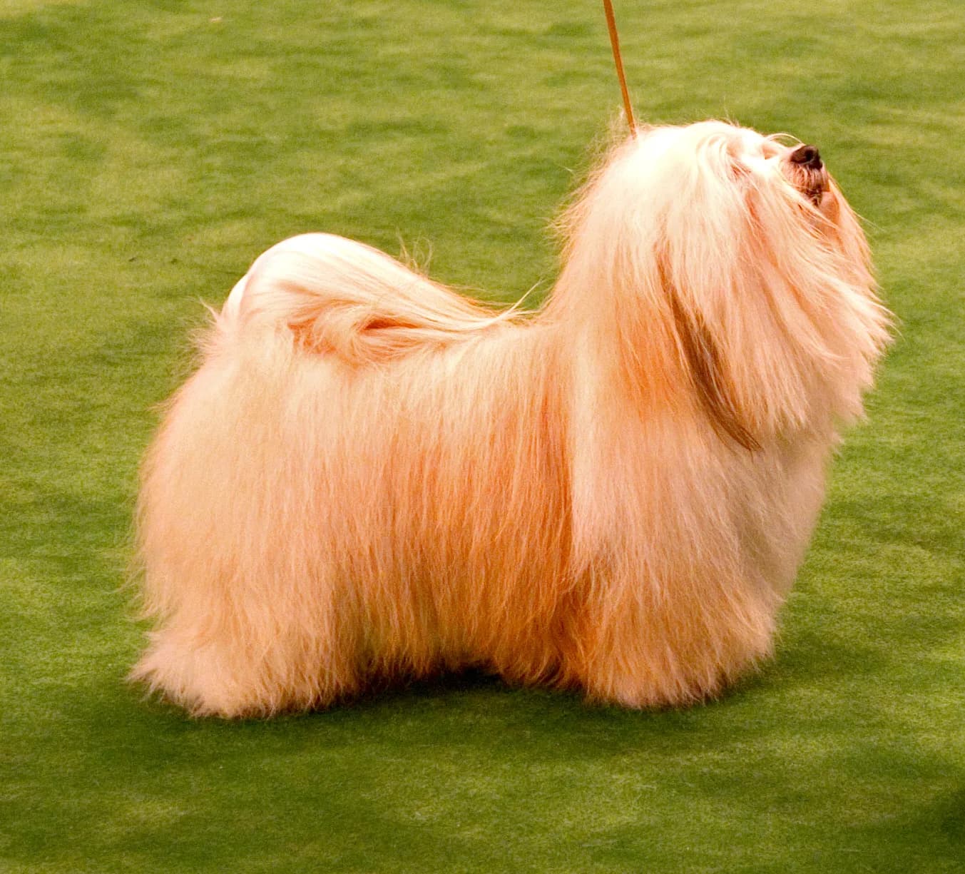 Havanese — representative photo