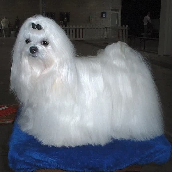 Maltese — representative photo