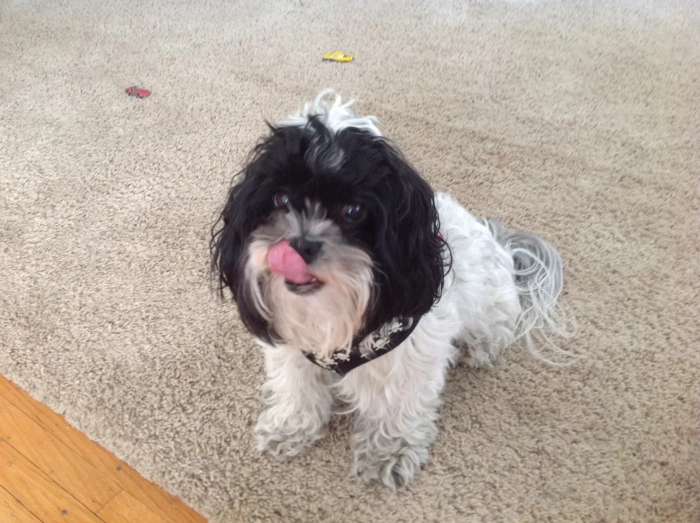 Maltipoo — representative photo
