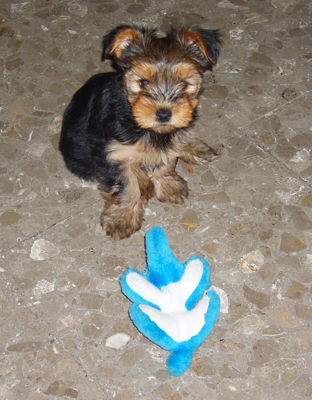 Morkie — representative photo