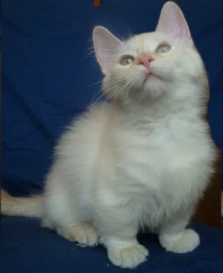 Munchkin — representative photo