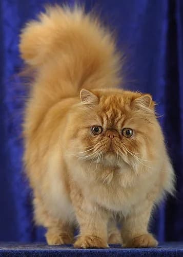 Persian — representative photo
