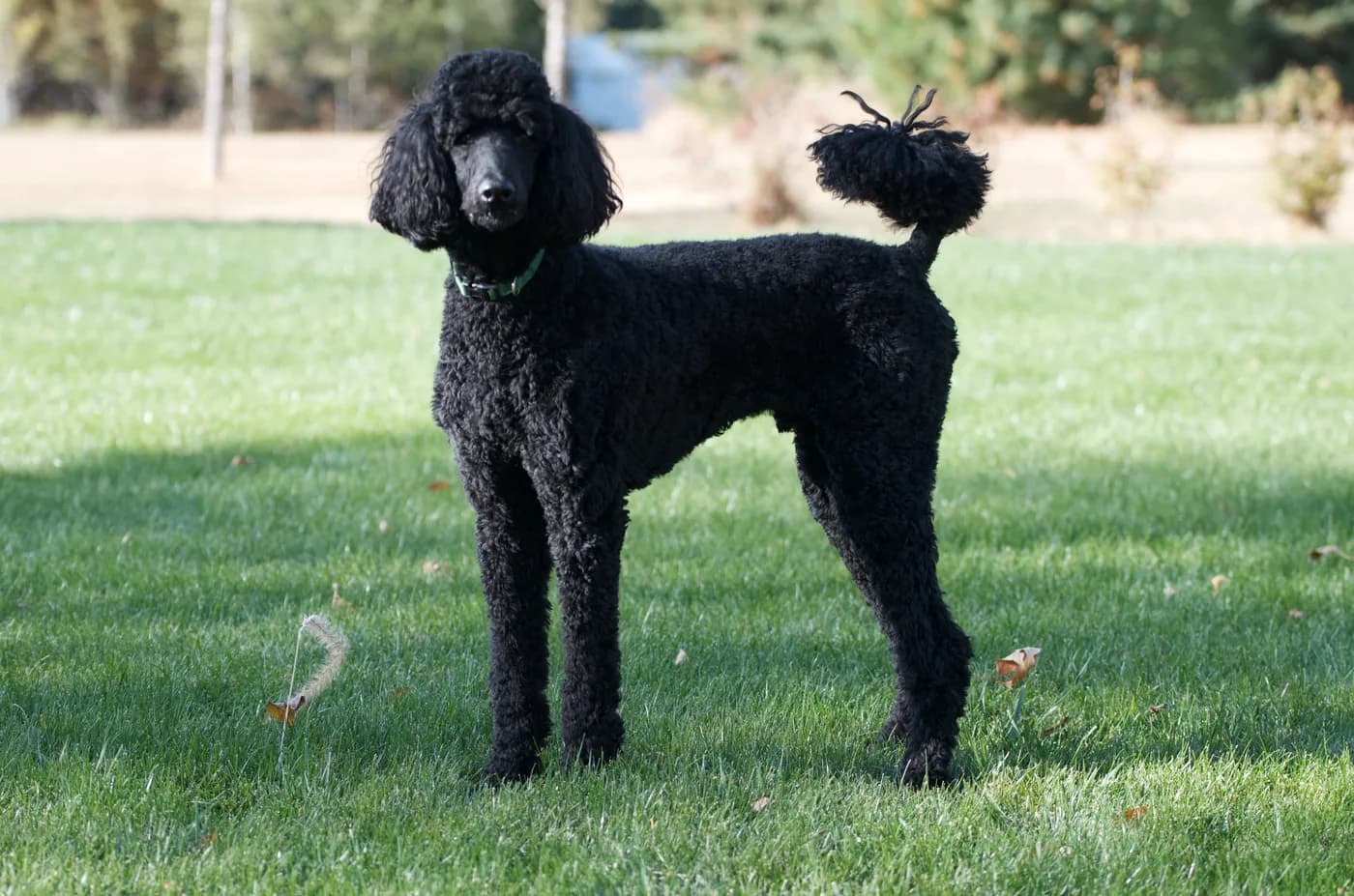 Poodle — representative photo