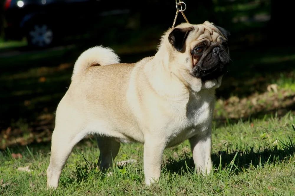 Pug — representative photo