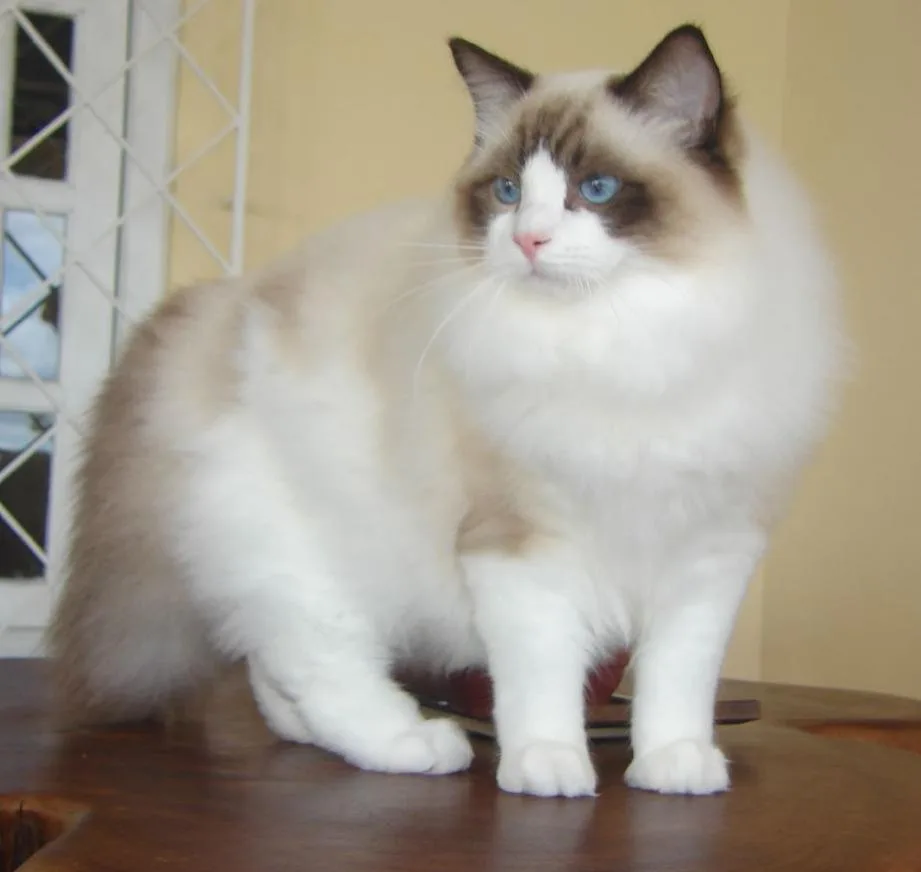 Ragdoll — representative photo