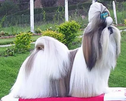 Shih Tzu — representative photo