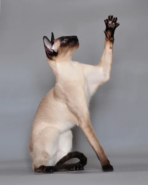Siamese — representative photo