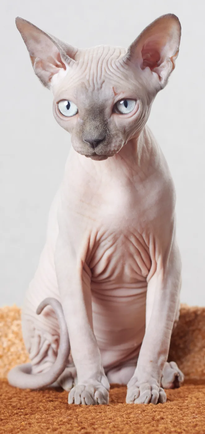 Sphynx — representative photo