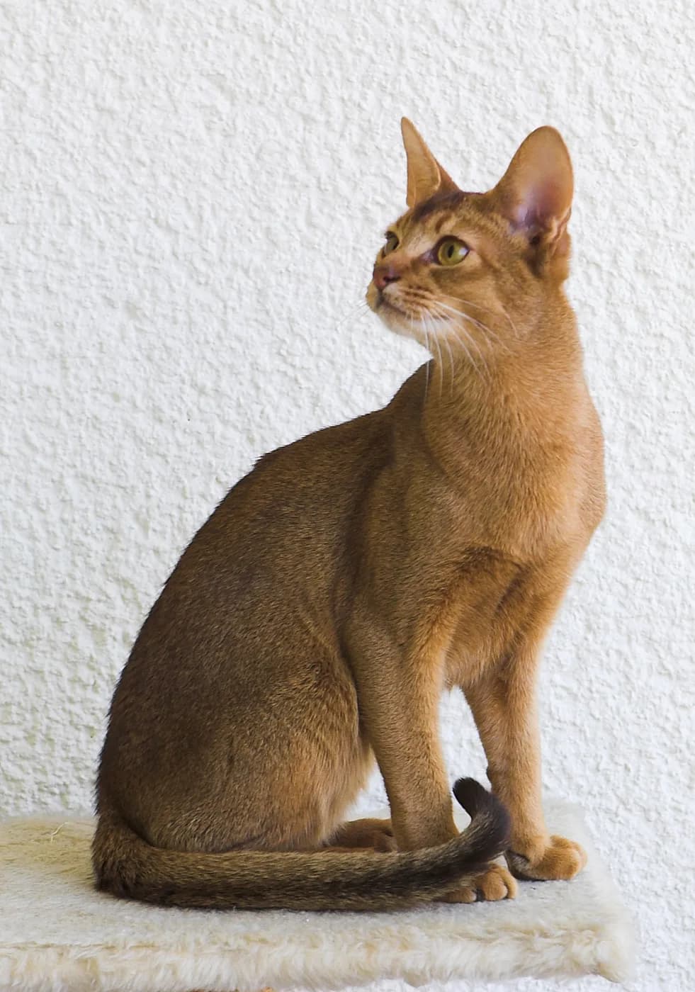 Abyssinian — representative photo