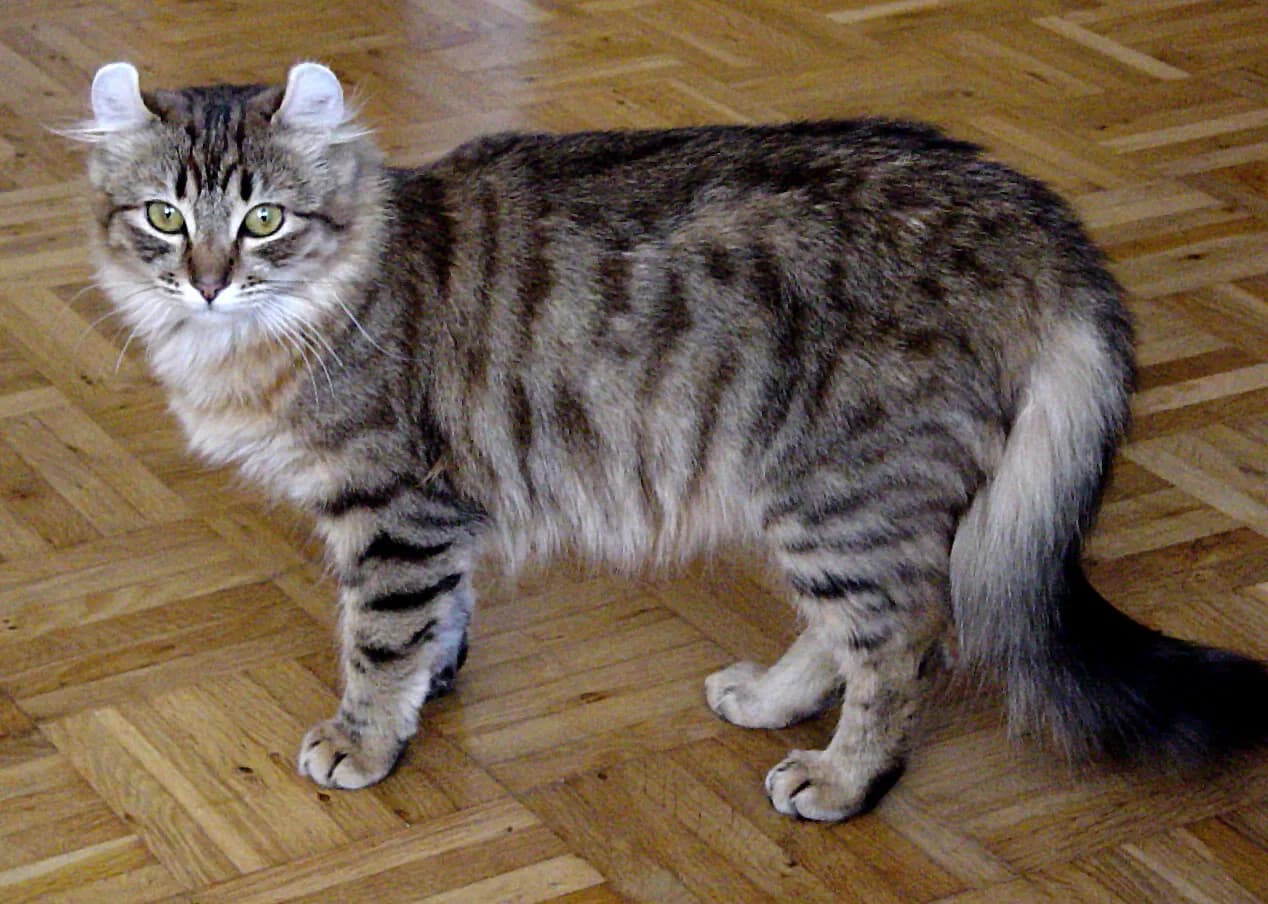 American Curl — representative photo