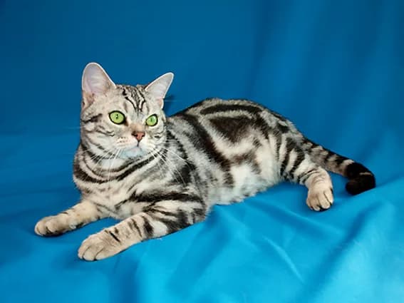 American Shorthair — representative photo