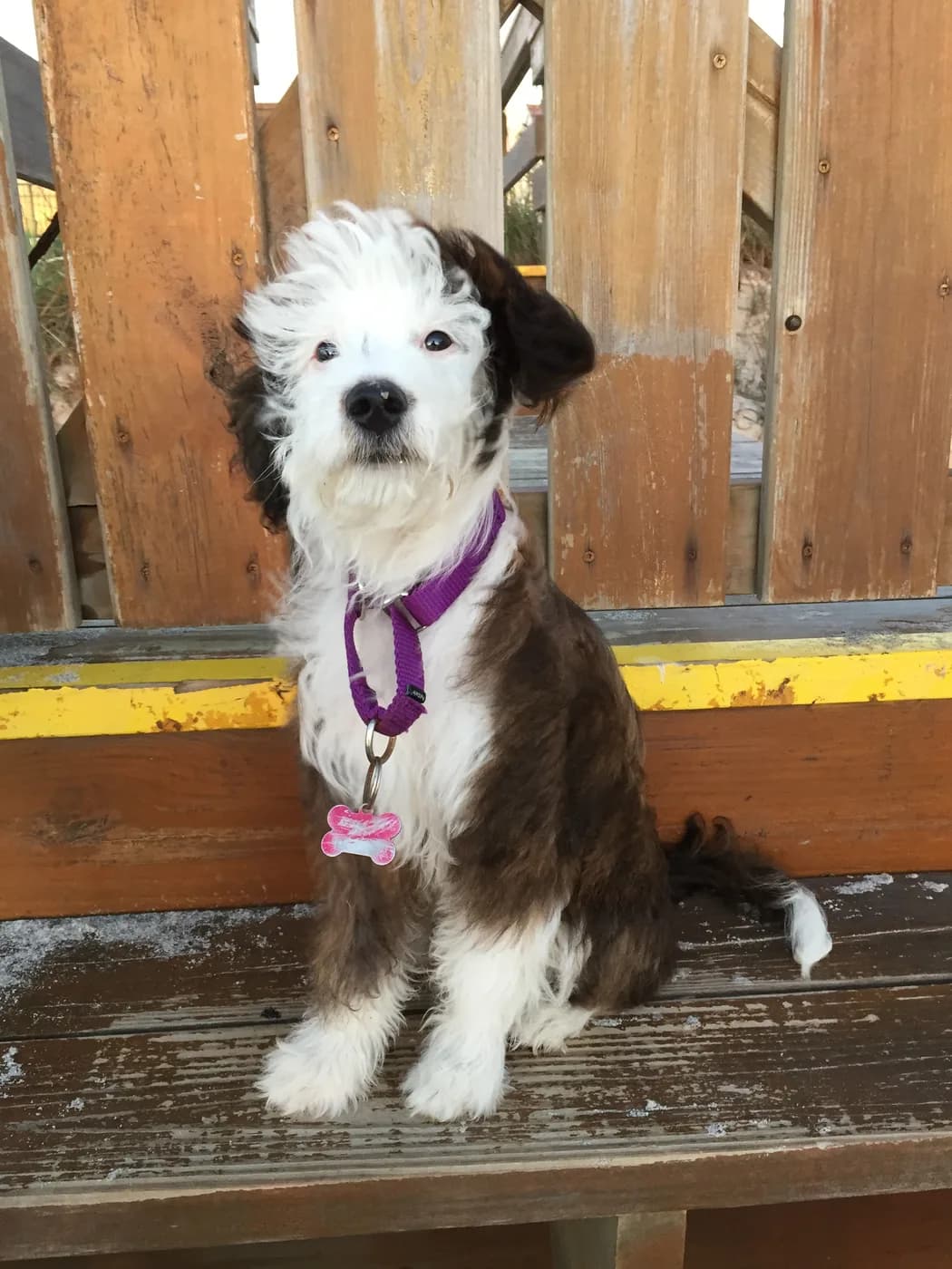 Aussiedoodle — representative photo