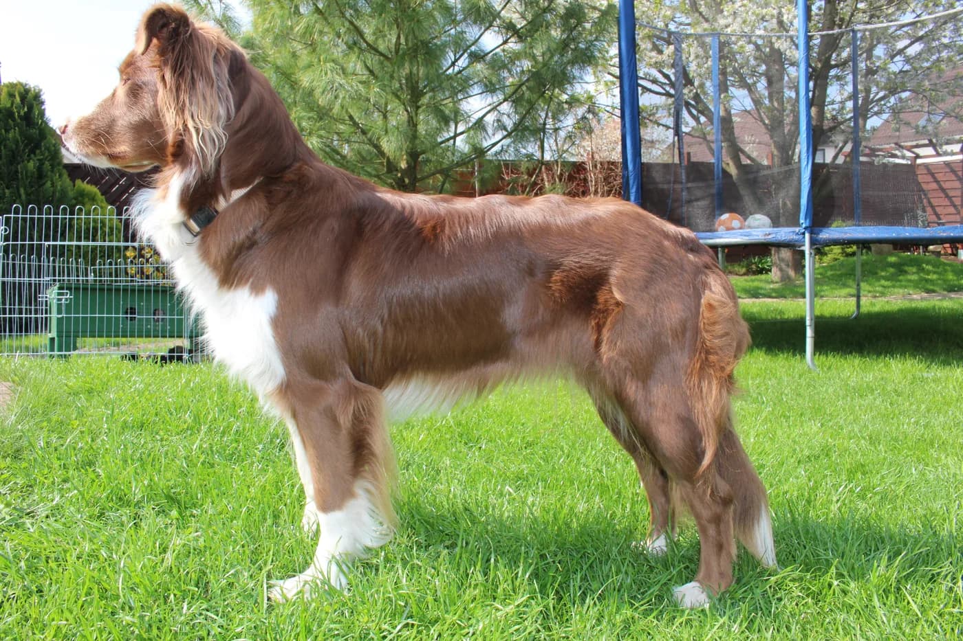 Australian Shepherd — representative photo