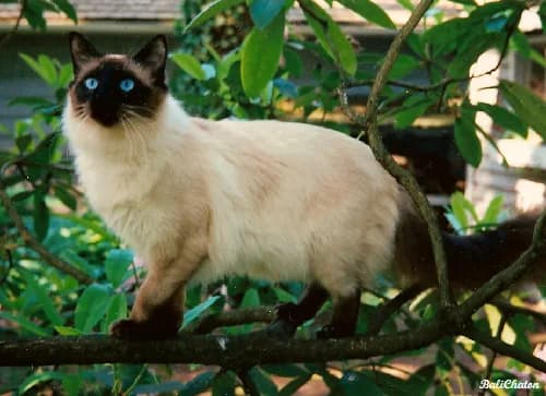 Balinese — representative photo