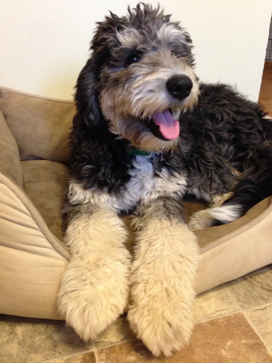 Bernedoodle — representative photo