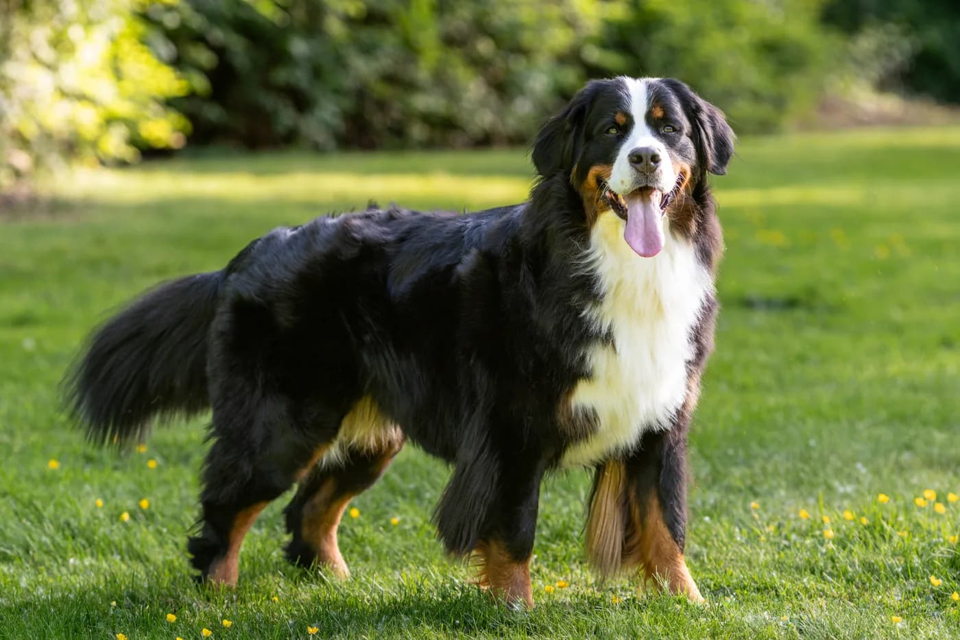 Bernese Mountain Dog — representative photo
