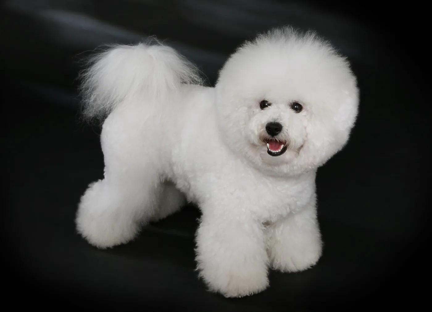 Bichon Frise β representative photo