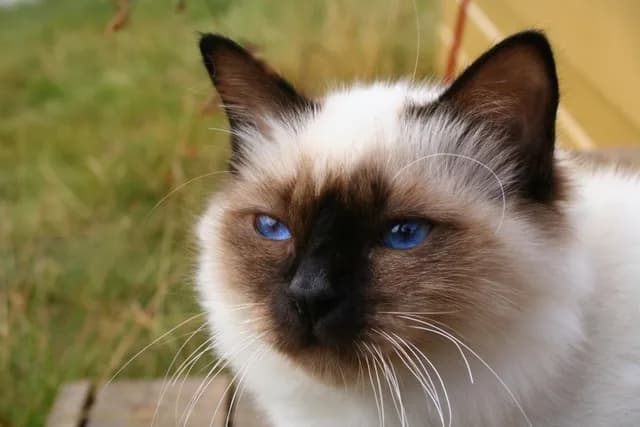 Birman — representative photo