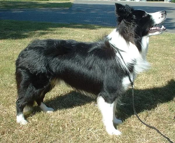Border Collie — representative photo