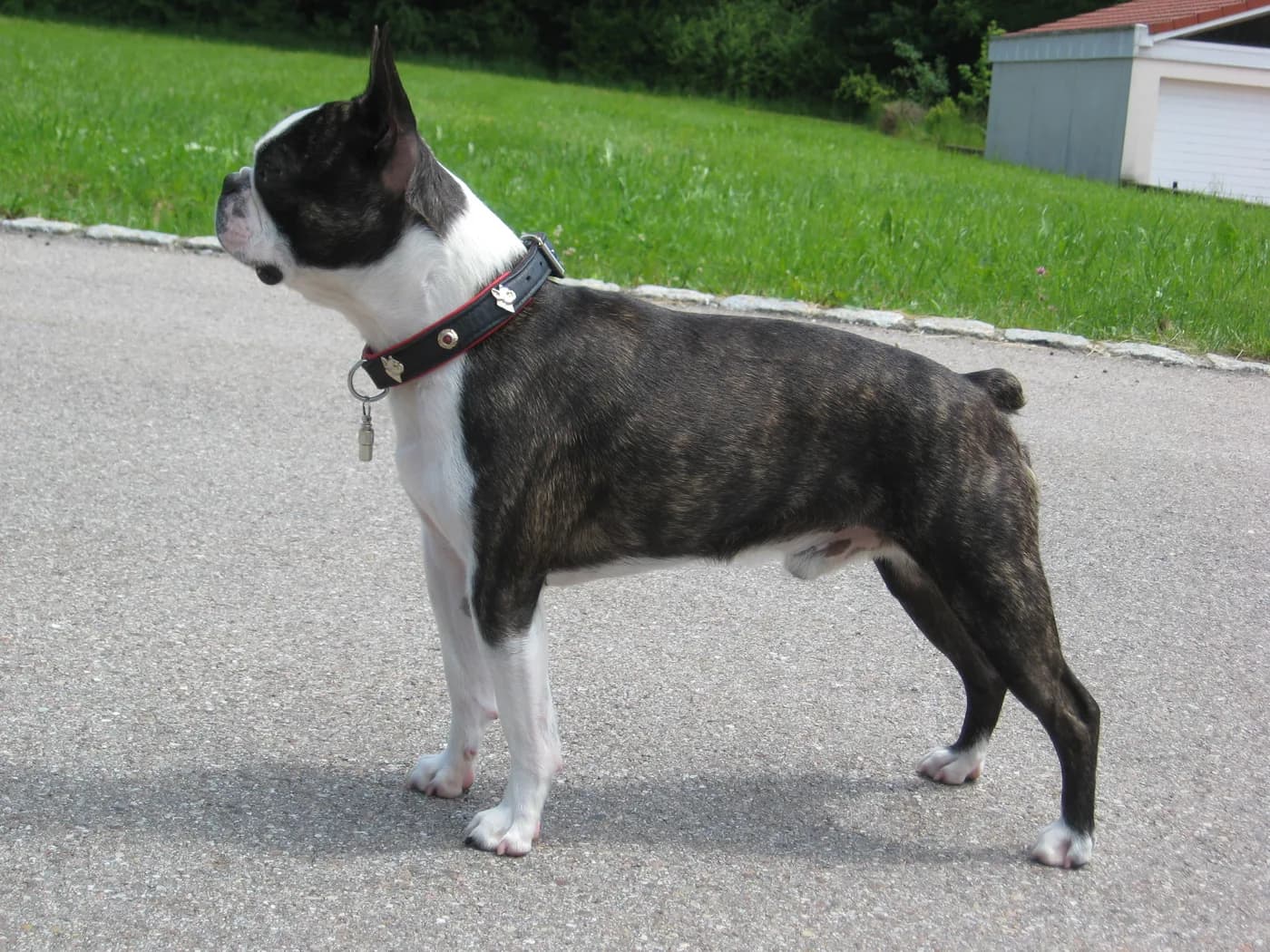 Boston Terrier — representative photo