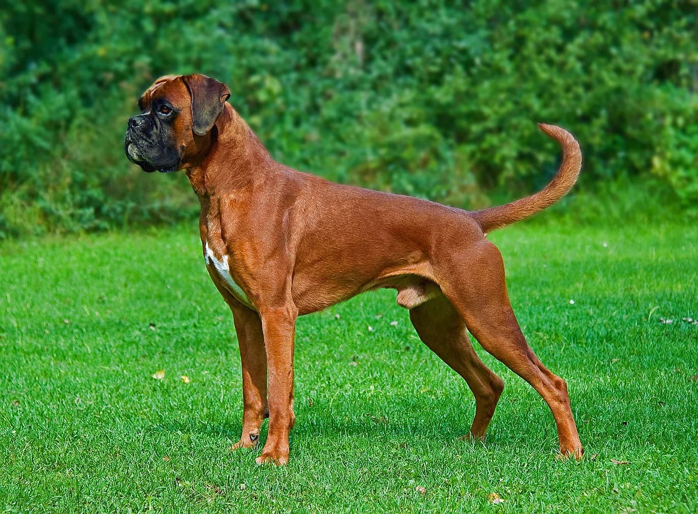Boxer — representative photo