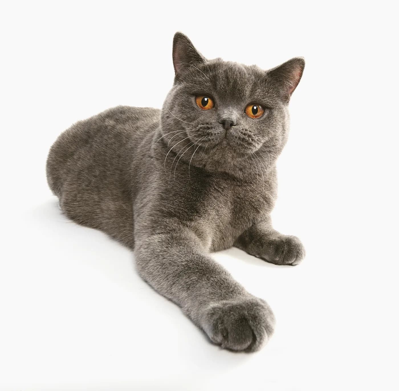 British Shorthair — representative photo