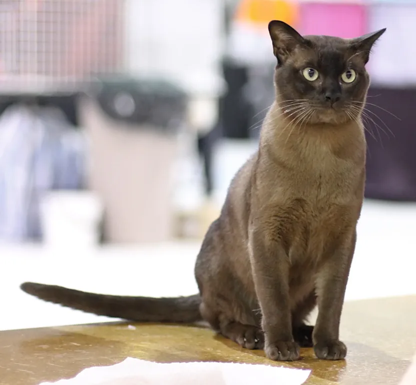 Burmese — representative photo