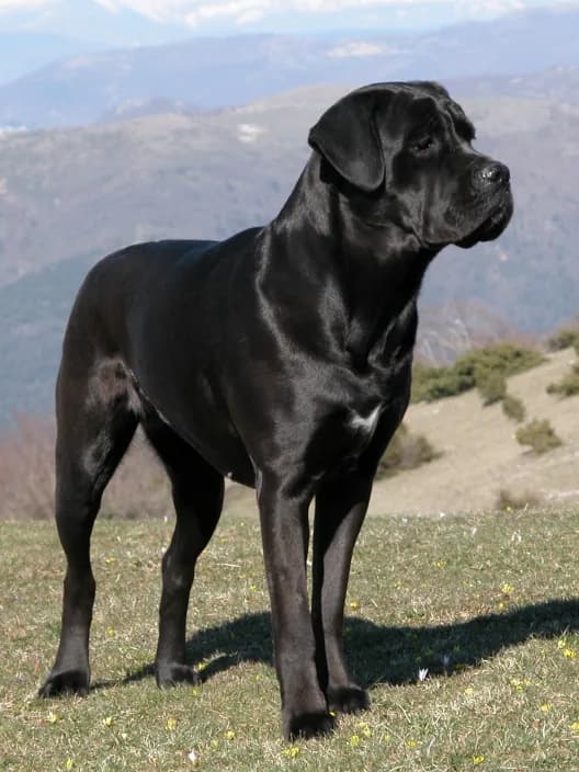 Cane Corso — representative photo