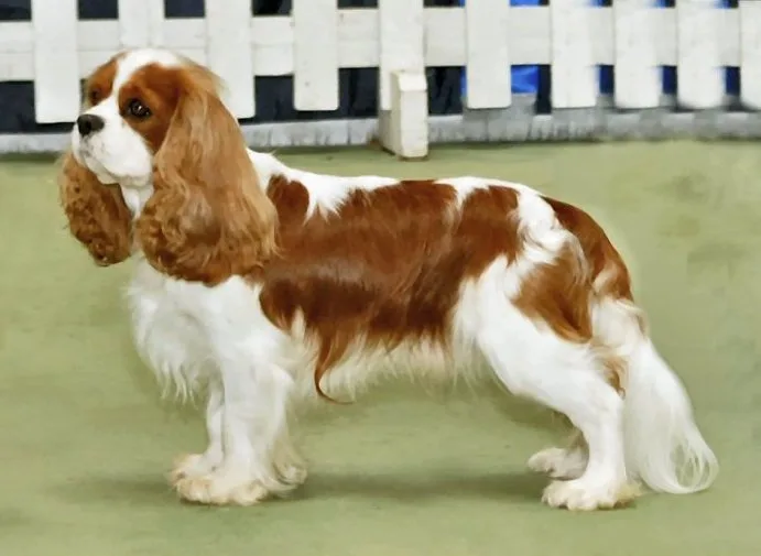 Cavalier King Charles Spaniel β representative photo