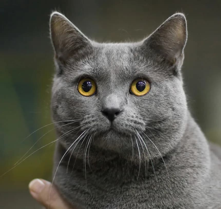 Chartreux — representative photo