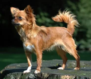 Chihuahua — representative photo