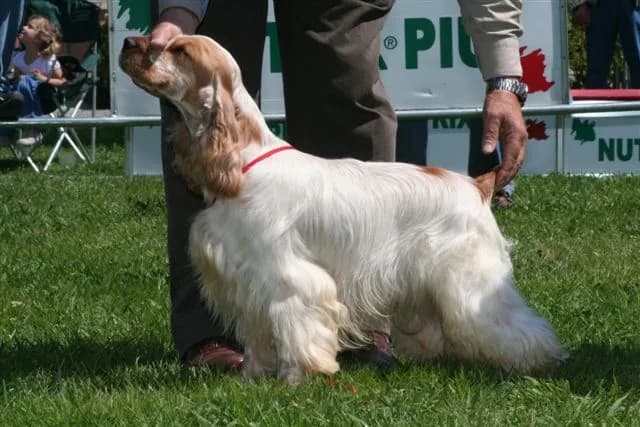 Cocker Spaniel — representative photo
