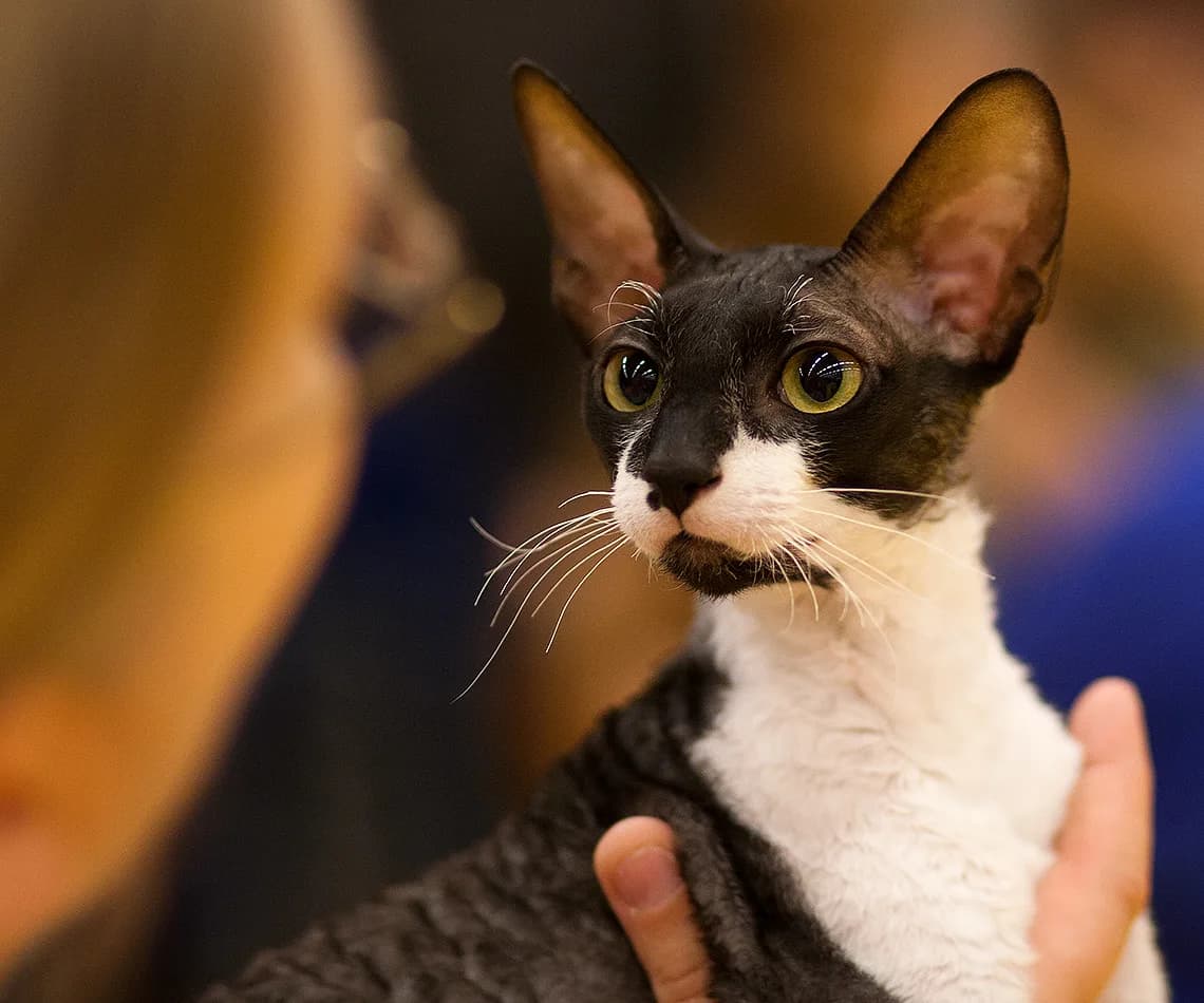 Cornish Rex — representative photo