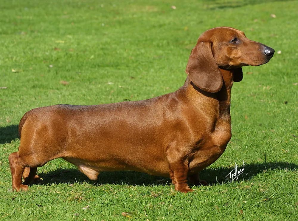 Dachshund — representative photo