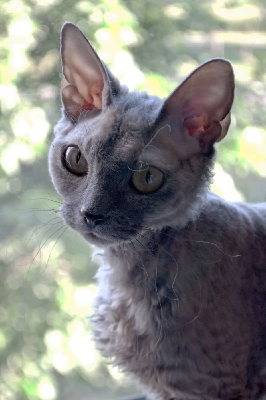 Devon Rex — representative photo