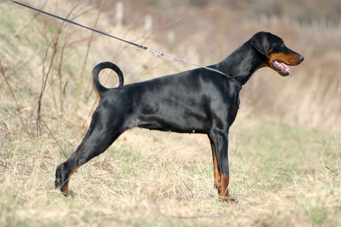 Doberman Pinscher — representative photo