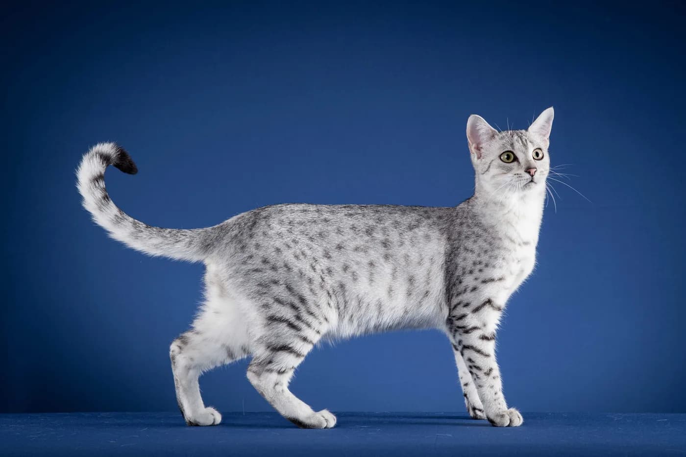 Egyptian Mau — representative photo