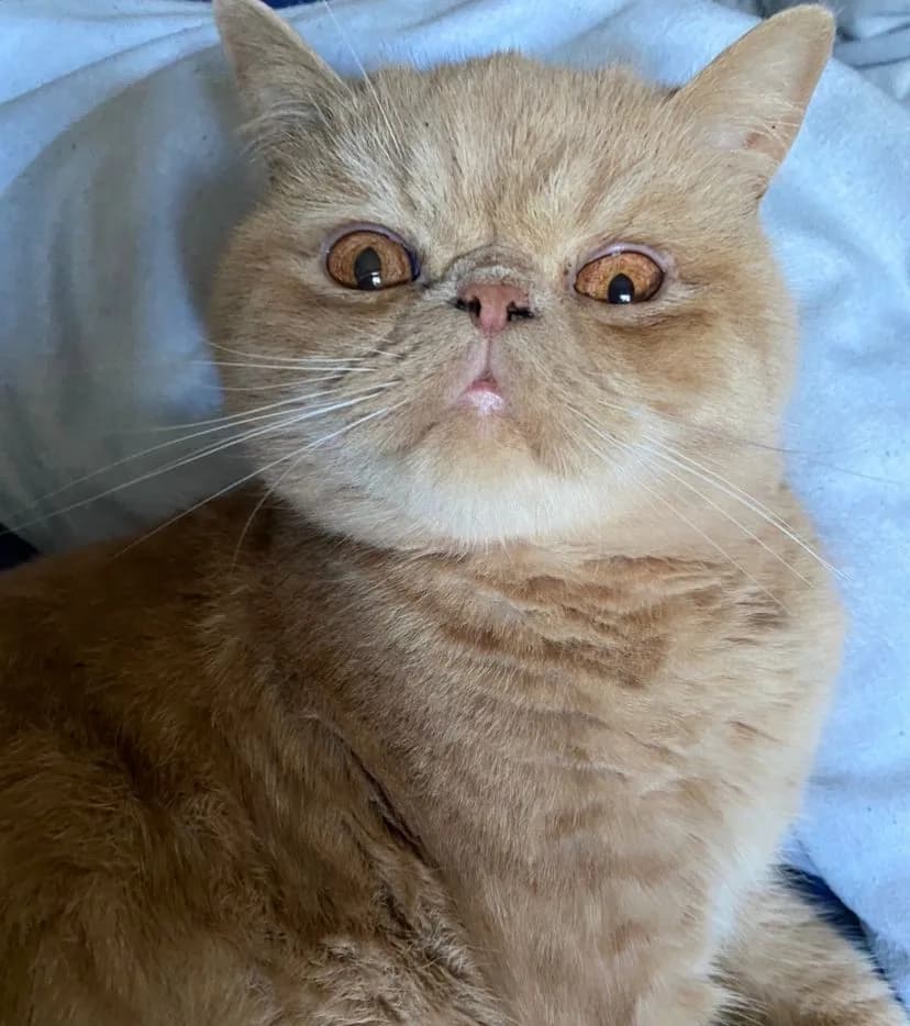 Exotic Shorthair — representative photo