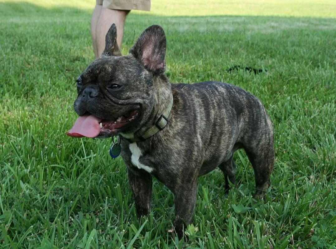 French Bulldog — representative photo