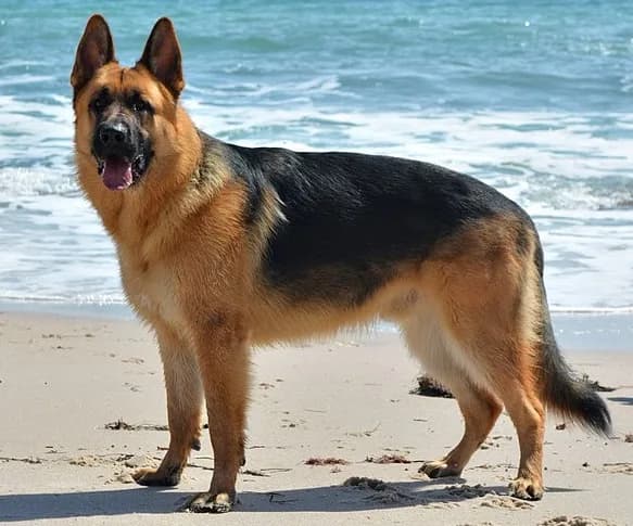 German Shepherd β representative photo