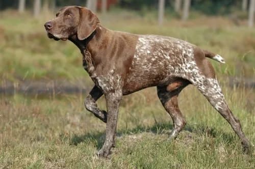 German Shorthaired Pointer — representative photo