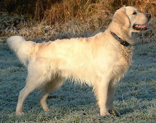 Golden Retriever — representative photo