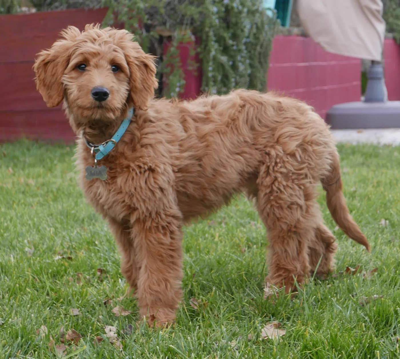 Goldendoodle — representative photo