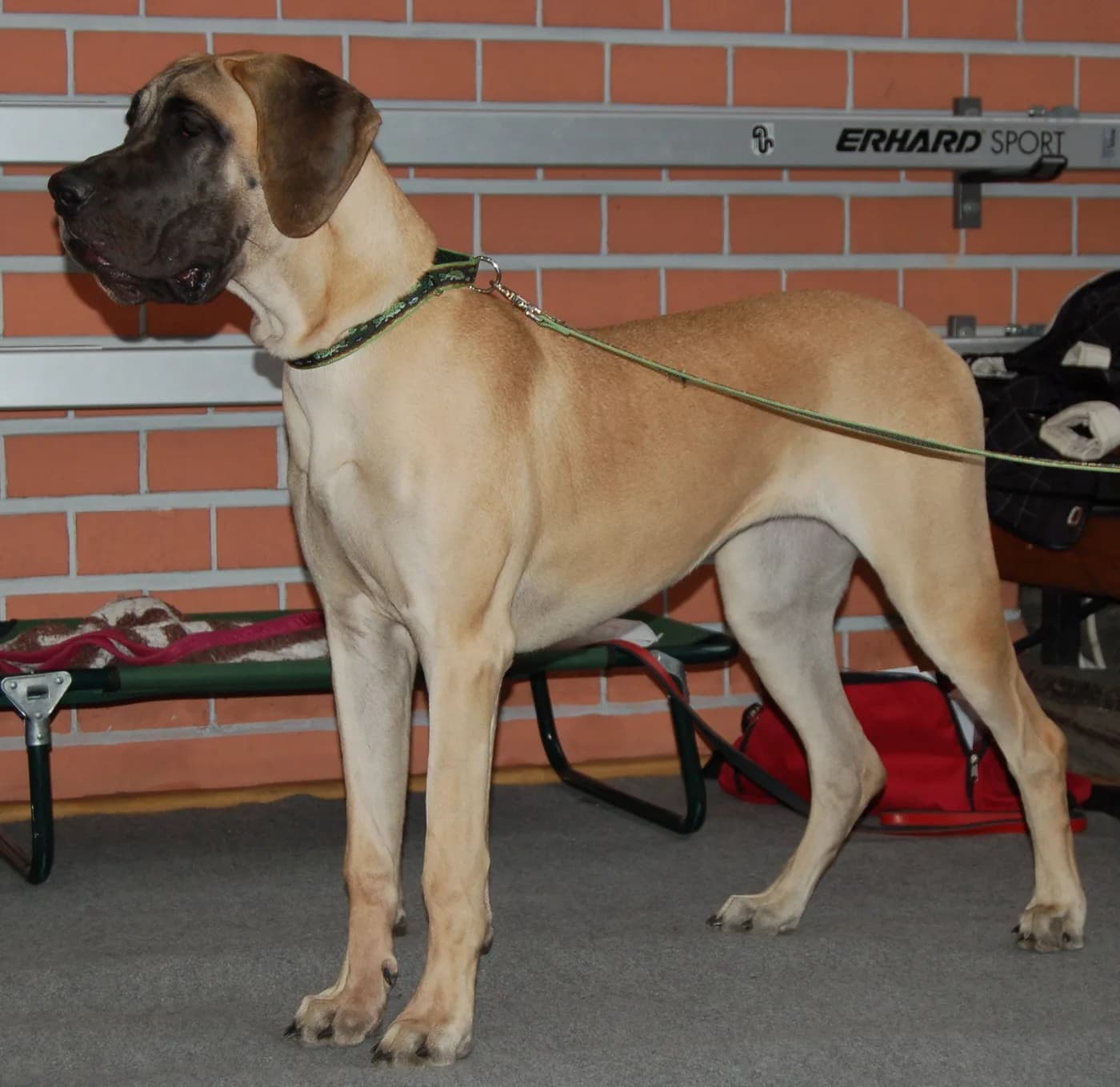 Great Dane — representative photo