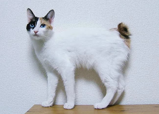 Japanese Bobtail — representative photo